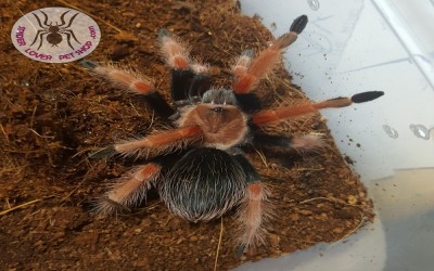 boehmei tarantula